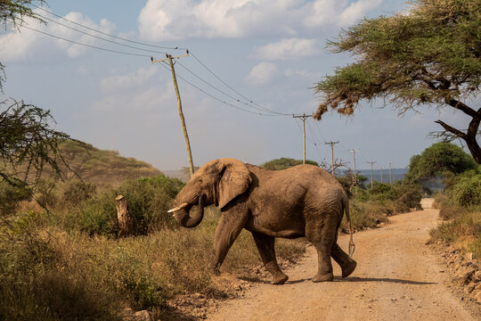 African Bush Elephant Walking Across a Dirt Road.
