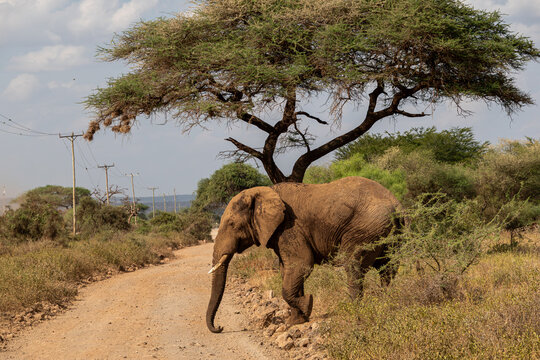 African Elephant Crossing a Dirt Road in Kenya.