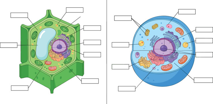 Plant and animal cell anatomy structure vector diagram set with blank labels cross section of organelles nucleus chloroplast and mitochondria for biology education