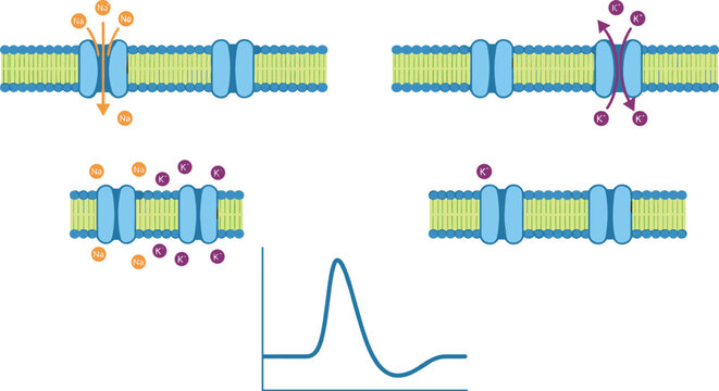 Action potential mechanism vector diagram set showing cell membrane ion channels sodium potassium transport and nerve impulse voltage graph for neuroscience education