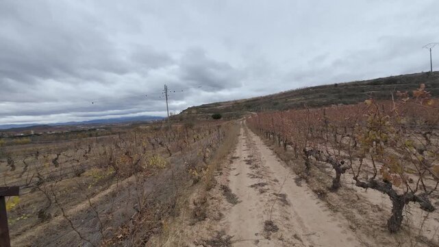 Point of view shot walking through autumn vineyard