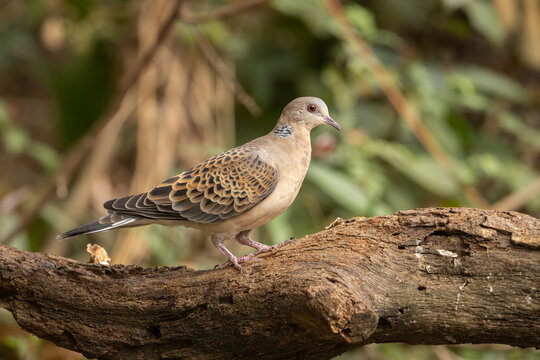 Oriental turtle dove perched on a tree trunk