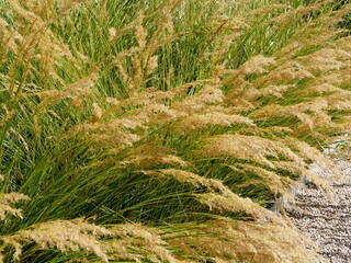 Obraz premium Rough feather grass (Stipa calamagrostis).Tufted of linear and narrow green arching leaves topped with lightness feathery silvery white to beige panicles giving a decorative appareance 