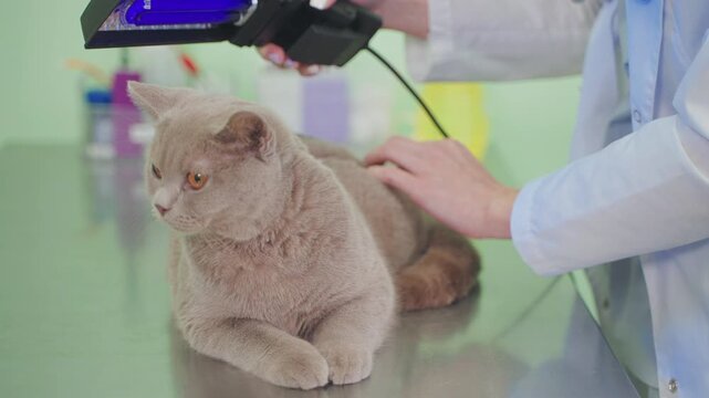 Vet uses Woods lamp to diagnose cat fur.