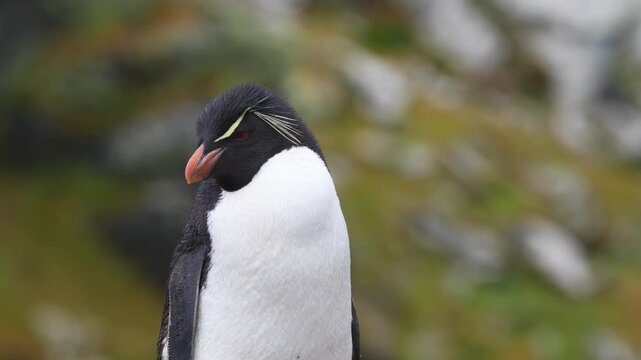 Rockhopper Penguin Cinematic Close Up in the Falkland Islands Near Antarctica Wildlife Documentary. Yellow Eyebrows Beautiful Red Eyes Macaroni