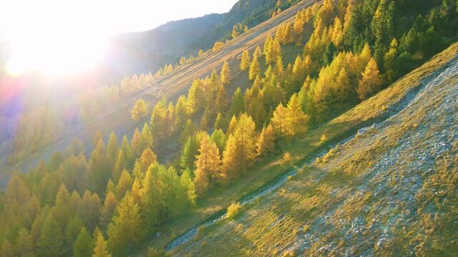 Sideways drone pass with fixed flare over autumn larches
