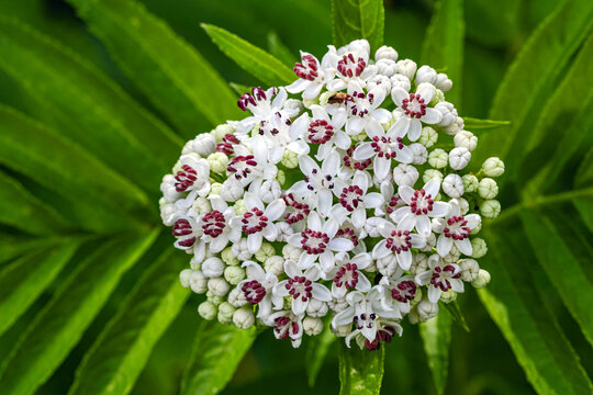 Bl&uuml;te eines Zwergholunders