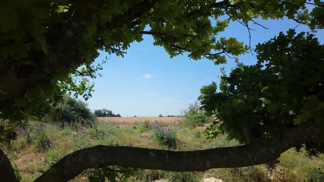 Barnack Hills and Holes, Barnack, Peterborough, Cambridgeshire, England, UK - June 11 2026: Slow zoom creating a natural frame using tree branches and leaves looking out onto a farmers' field