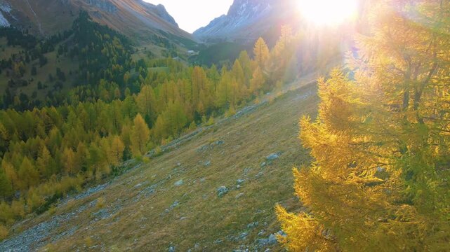 Close aerial backlight on glowing larch with mountain ridge