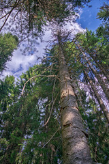 Fototapeta premium Tall Pine Tree Reaches Sky