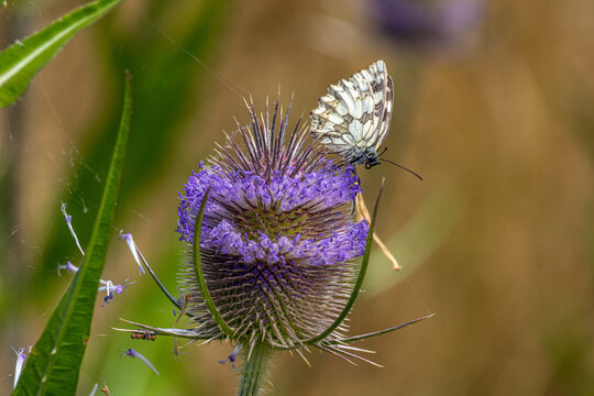 Wilde Karde mit Schachbrettfalter