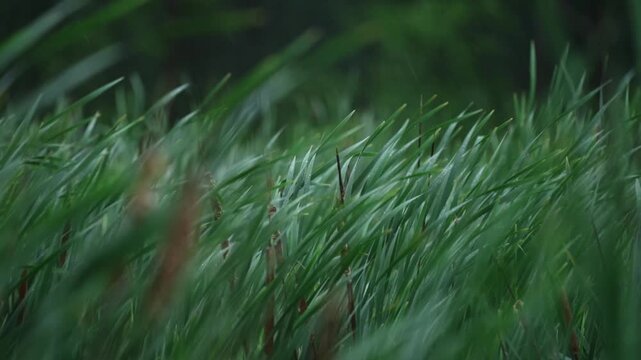 Atmospheric footage of heavy rain falling over a windswept marsh filled with cattails and reeds.