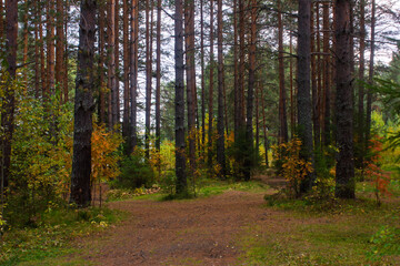 Fototapeta premium Pine Needles Scatter along Way