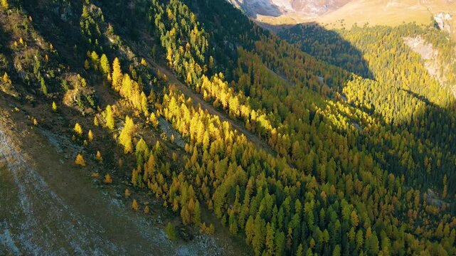 Wide aerial of mixed larch forest on descending mountain slope