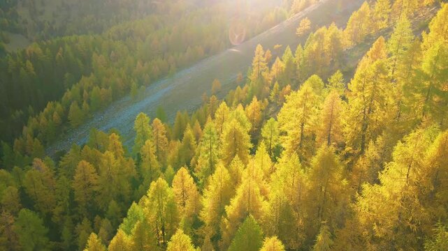 Static drone view of wind moving through golden larches