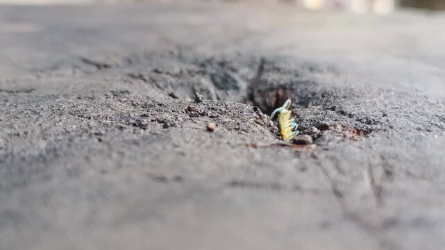 The early life of a young centipede dancing in a hollow in the wood.