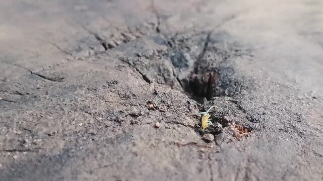 Close up of a natural hole and cracks on an old weathered tree stump