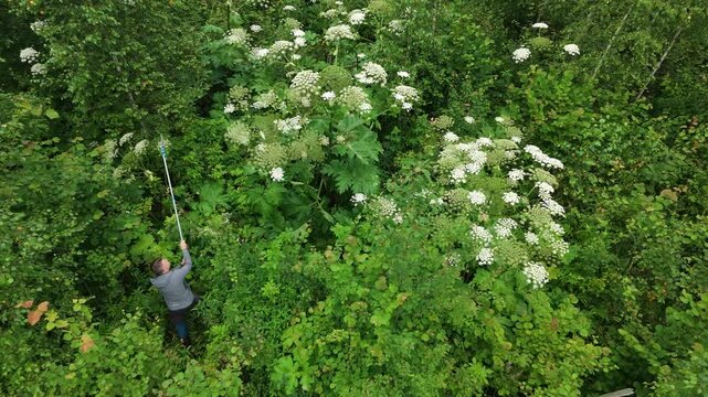 A man is cutting invasive plant hogweed in a forest setting