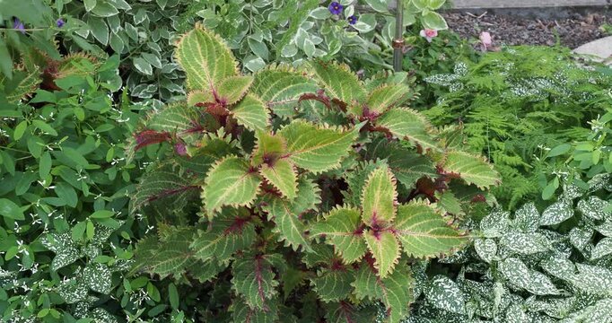 (Coleus scutellarioides) Erect tropical plant of  Peter's Wonder coleus or painted nettle, offering array of deep violet, green and yellow curly leaves. Really brightens borders groundcover 