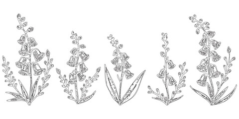 Botanical Illustration of Five Foxglove Flowers - This image feature © K_Sarwar