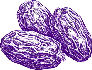 Obraz premium Hand drawn sketch of dried date fruits