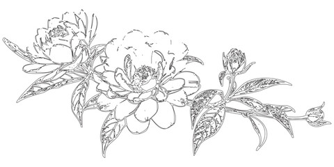 Fototapeta premium Black and White Line Drawing of Peonies - An intricately detailed
