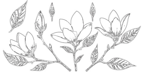 Fototapeta premium Hand-Drawn Magnolia Branches and Blossoms - This image feature