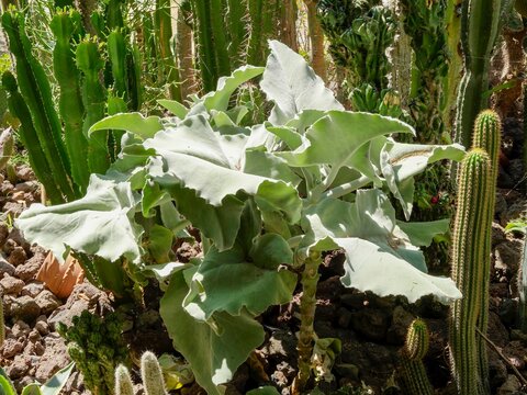 Kalanchoe beharensis | Elephant's ear kalanchoe or Felt bush, endemic plant native from Madagascar renowned for its succulent, large, triangular, downy, olive-green leaves with crenate margins