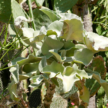 Elephant's ear kalanchoe (Kalanchoe beharensis) Shrub with large triangular to ovate-lanceolate, lobed leaves with wavy, notched, fleshy, downy and velvety-soft margins, light green to bluish in color