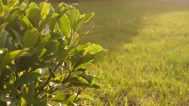 bushes and grass in summer in sunlight