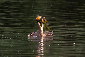 Grèbe huppé © JAG IMAGES