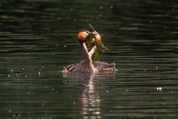 Grèbe huppé © JAG IMAGES