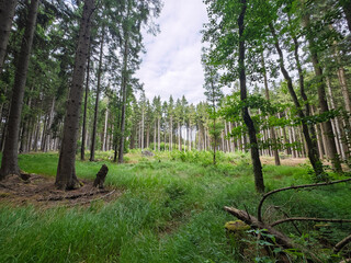 forest in spring © Pavitar