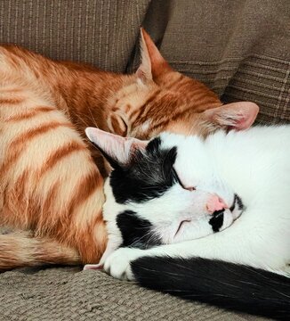 Two sleeping cats hugging together on a sofa, ginger and black and white cat. Concept of friendship, love, adoption, and warmth.