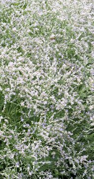 Limonium latifolium or Sea lavender shrub. Multi-branched inflorescences covered with a multitude of small pale bluish-purple  flowers with a fragrance  attracting pollinating insects
