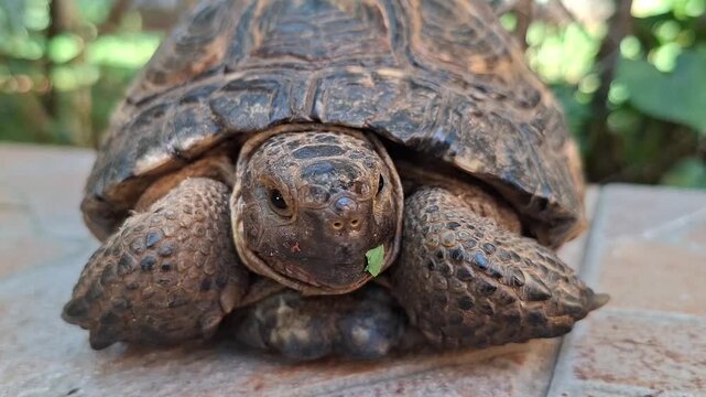 Extreme close-up of a land tortoise slowly extending its head from shell, standing up and turning to walk on a stone pavement