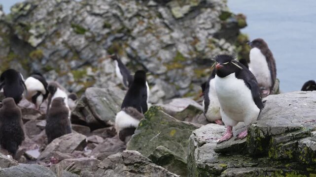 Rockhopper Penguin Colony in the Falkland Islands. Camera Pans with Male as He Hops to Rocks, Other Chicks in Background Cinematic Depth of Field