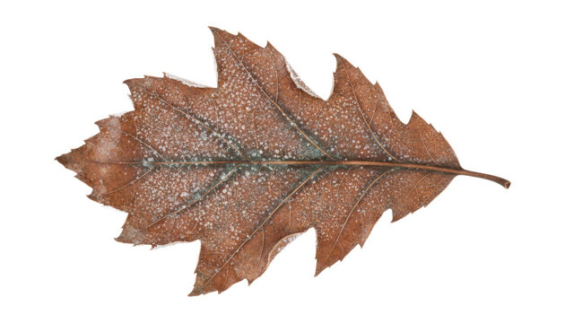Autumn maple leaf isolated on white, dried brown foliage texture, single fallen leaf cutout for seasonal design PNG