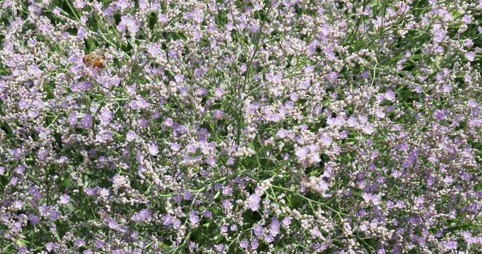 Clump of broad-leaved sea lavender plant or Limonium latifolium adorned with tiny papery light bluish-purple on slender multi-branched stems
