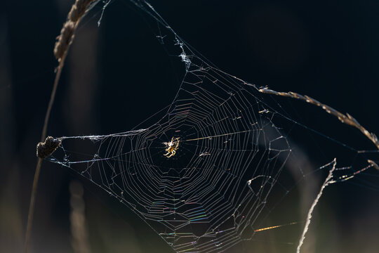 A spider from the orb-weaver family (Araneidae) sitting on its web
