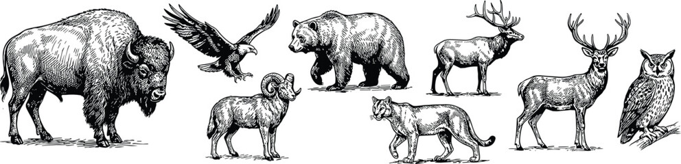 wild animals sketch linocut vector icon set containing bison, bald eagle, bighorn sheep, grizzly bear, cougar, elk, deer, and horned owl illustrations. © Mst Fateha Begum