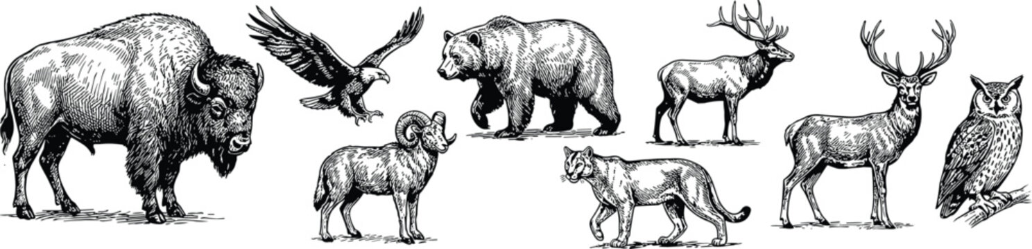 wild animals sketch linocut vector icon set containing bison, bald eagle, bighorn sheep, grizzly bear, cougar, elk, deer, and horned owl illustrations.