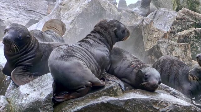A charming colony of sea lions gathers on rugged Arctic rocks, where playful cubs frolic among their mothers. The cold air whispers while these seals bask in the unique beauty of their icy home.