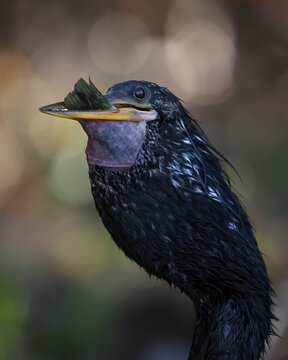 Impossibly Huge Fish Gulp Anhinga Devil Bird Darter Water Turkey with a Fresh Fish Catch Silver Springs State Park