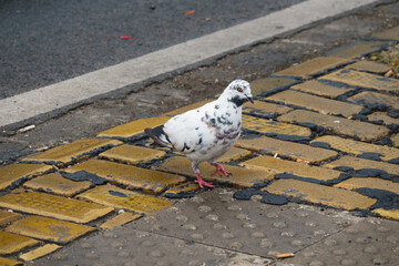 White pigeon close-up, walking in the dirty streets of Budapest, Hungary. © Levin