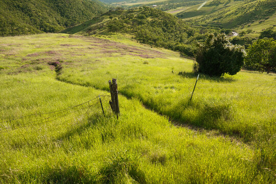 A path through green hilly fields in Ashland/Rogue Valley, Oregon.