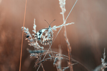 Marbled White butterfly (Melanargia galathea) in a summer meadow with wildflowers and grasses © anettastar