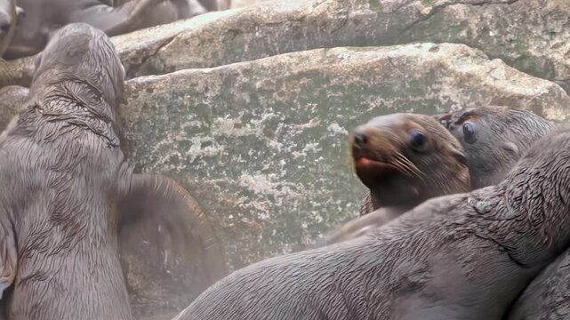 Witness a lively colony of sea lions basking in cold Arctic waters, as adorable cubs frolic and bond with their mothers, showcasing the beauty of wildlife and maternal love in this frozen habitat.