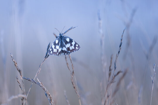 Marbled White butterfly (Melanargia galathea) in a summer meadow with wildflowers and grasses