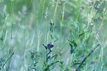 Common Blue butterfly (Polyommatus icarus) in a summer meadow with wildflowers and grasses © anettastar